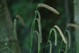 Carex pendulaHangende zegge bestellen